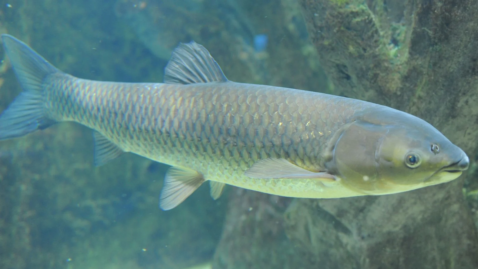 Amour blanc dans étang
