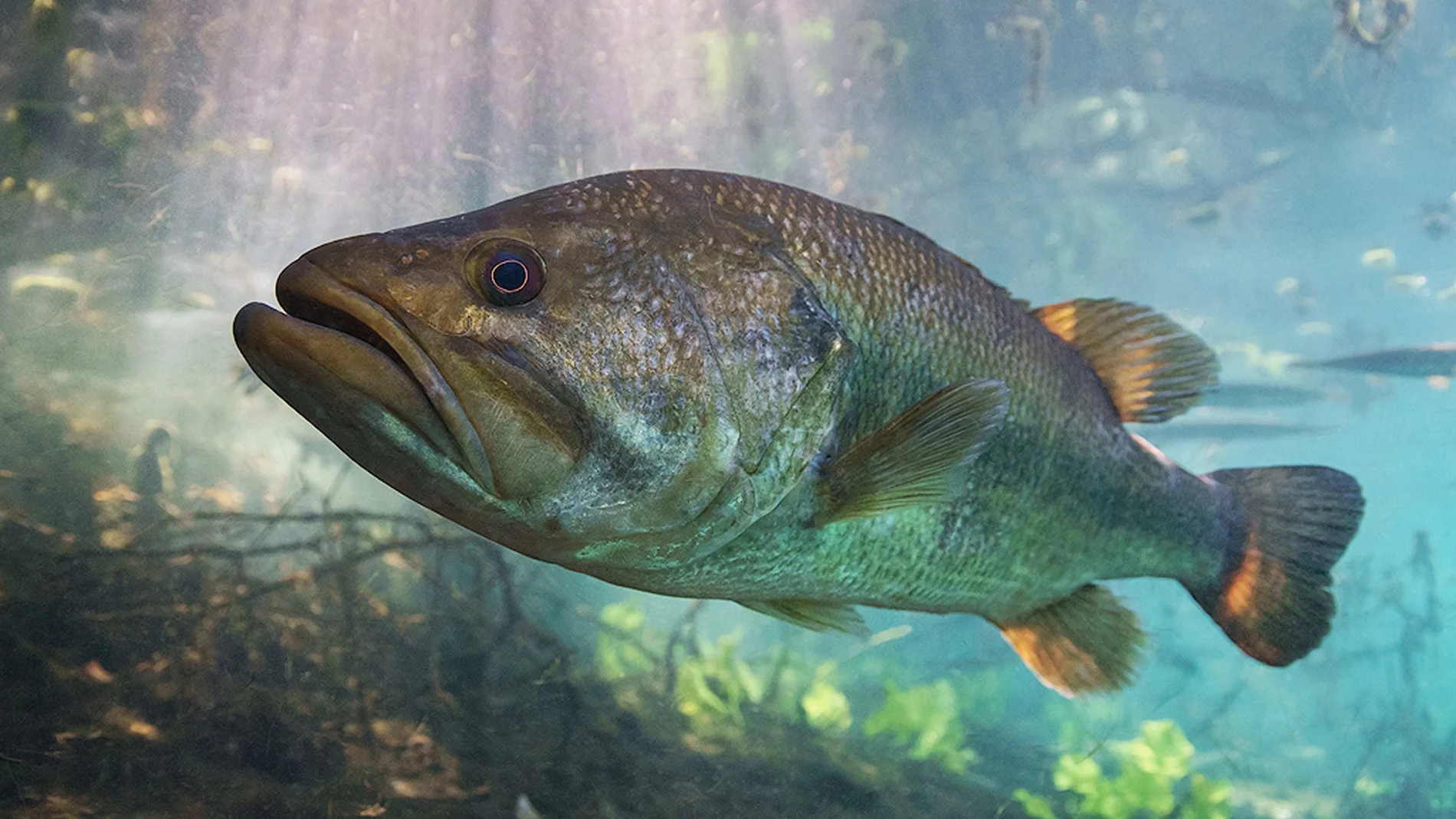 Black-bass dans étang